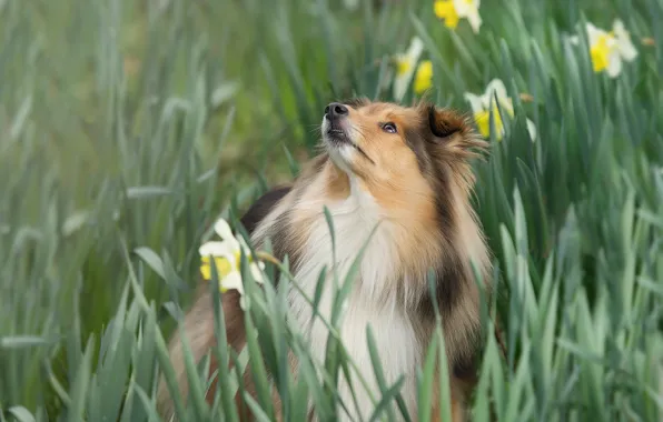 Flowers, dog, daffodils, Sheltie, Shetland Sheepdog
