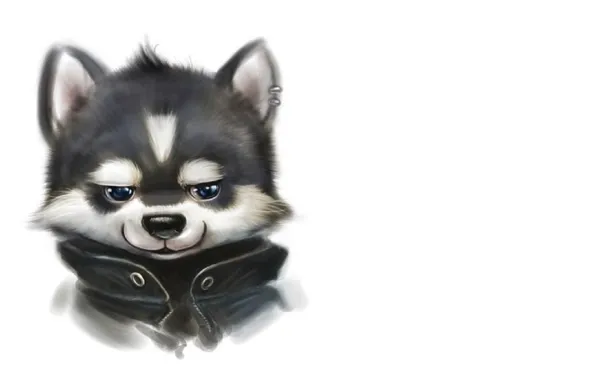 Dog, piercing, jacket, puppy, animal, Husky, white wallpaper