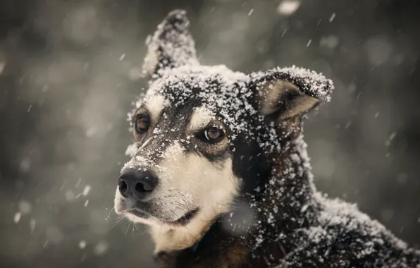 Winter, look, dog