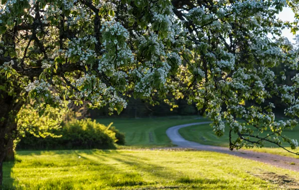 Wallpaper tree, spring, Sweden, flowering, Sweden, flowers for mobile ...