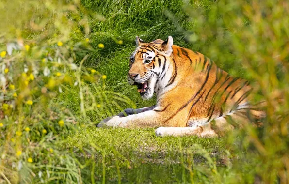 Grass, light, nature, tiger, pose, stay, mouth, lies