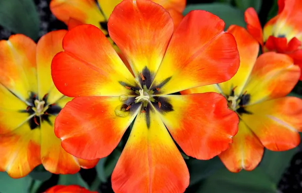 Picture flowers, paint, spring, petals, tulips