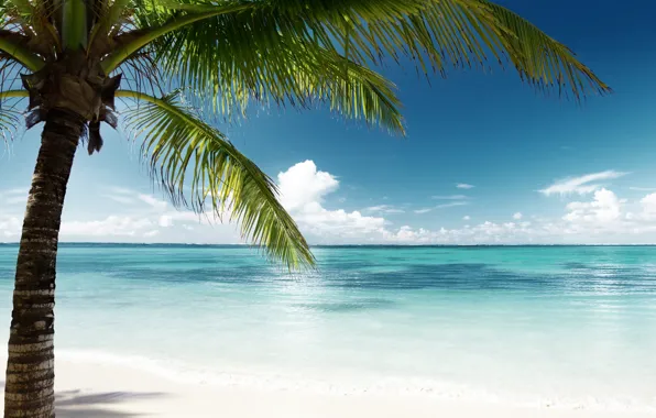 Sand, sea, beach, the sun, palm trees, shore, island, summer