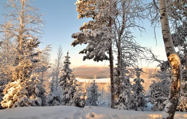 Winter, snow, trees, spruce, birch