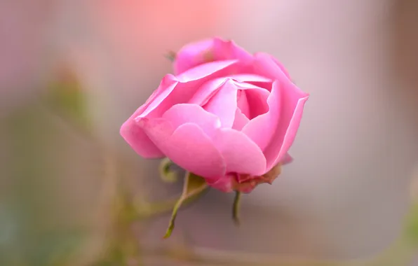 Flower, rose, petals, Bud