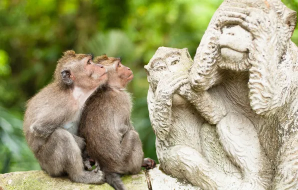 Picture macaques, pair, monkey, profile, statue, primates