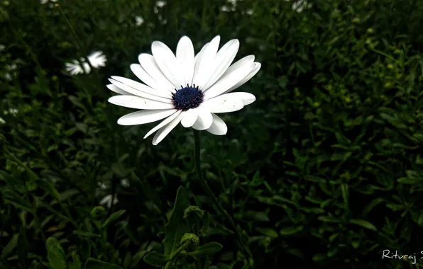 Grass, Flower, Green, Flowers, Flora