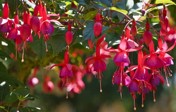 Summer, leaves, light, flowers, petals, red, pink, buds