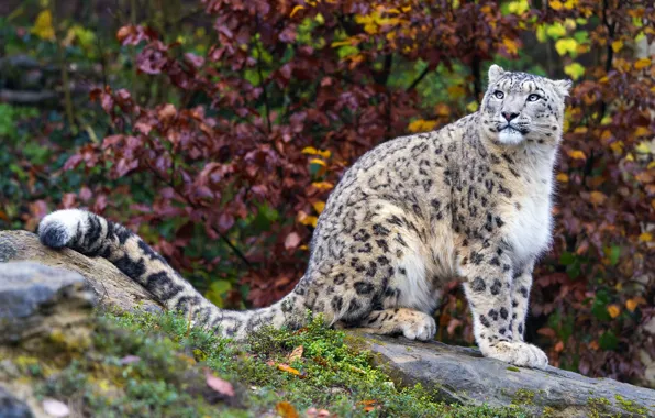 Picture nature, IRBIS, sitting, snow leopard