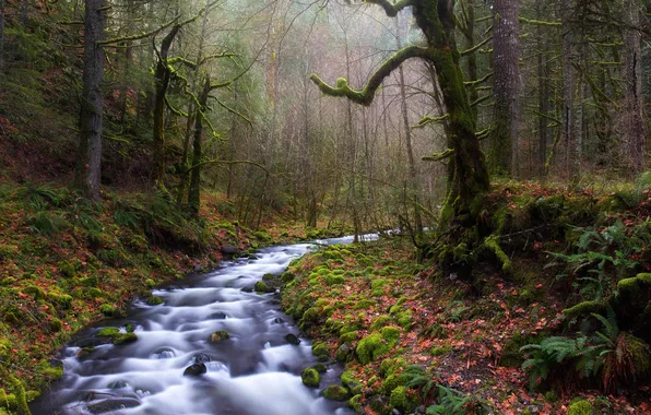 Forest, leaves, trees, stream, moss