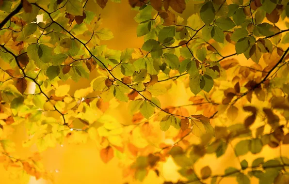 Wallpaper autumn, leaves, paint