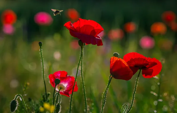 Field, bee, Maki, meadow