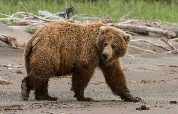Look, face, nature, pose, shore, bear, walk, logs