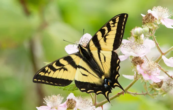 Picture macro, strips, flowers, branches, yellow, nature, green, background