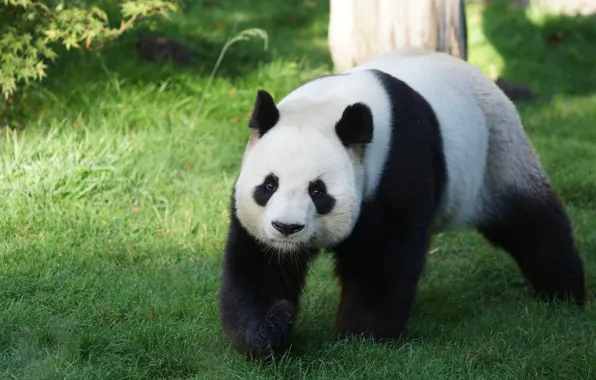 Grass, face, nature, pose, bear, Panda, walk, zoo