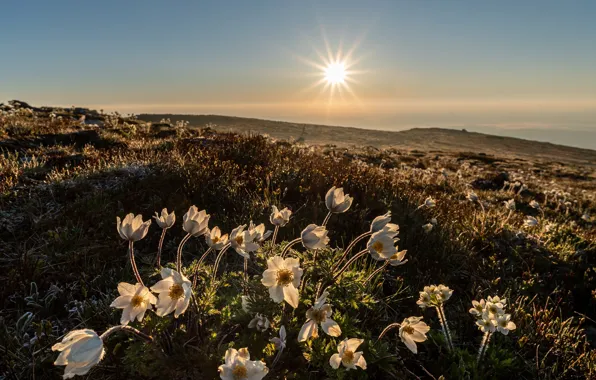 Field, the sun, flowers, mountains, spring, meadow, anemones