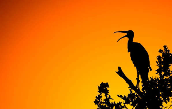 Picture light, sunset, branches, nature, bird, silhouette