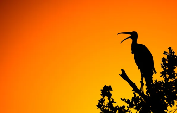 Picture light, sunset, nature, bird, branch, silhouette