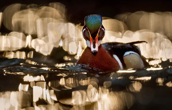 Water, light, nature, glare, background, bird, duck, pond