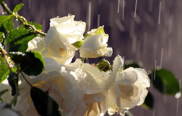 Water, drops, rain, roses, bouquet, white, buds