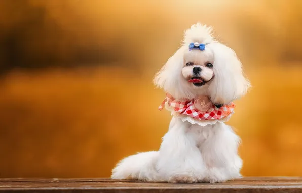 Language, white, look, nature, Board, dog, hairstyle, puppy