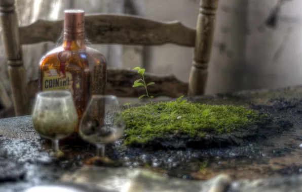 Table, bottle, moss