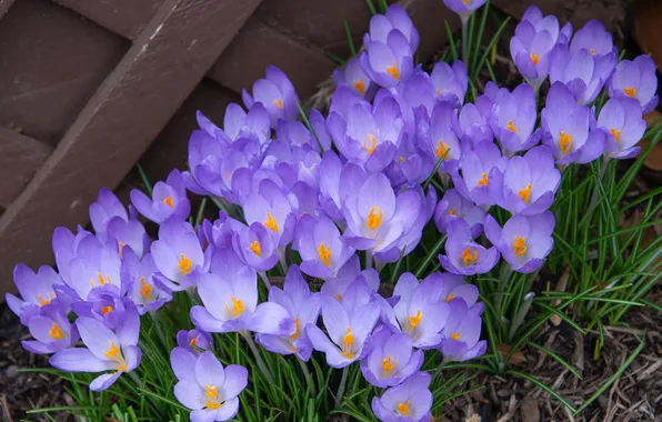 Flowers, the fence, spring, garden, crocuses, clearing, lilac