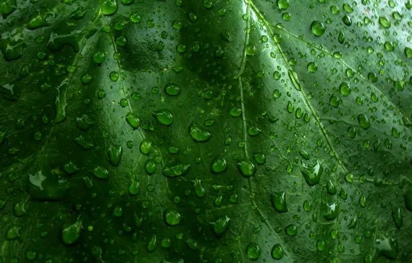 Drops, sheet, Green