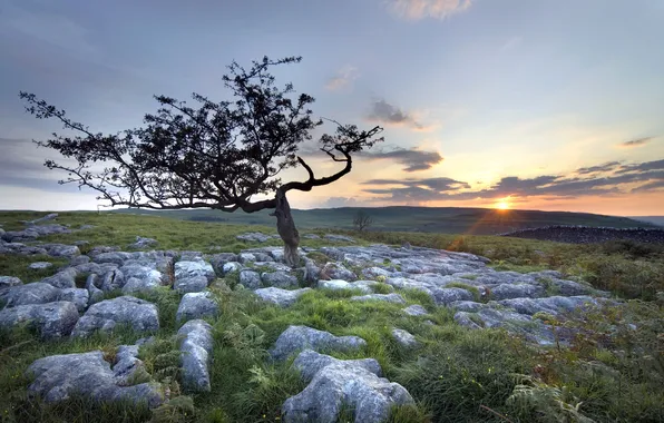 Picture field, landscape, sunset, stones, tree