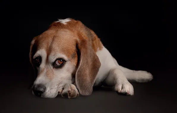 Picture look, portrait, dog, puppy, face, black background, Beagle