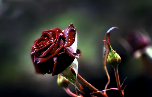 Rose, blur, Burgundy, drops