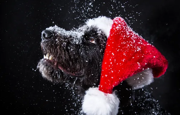 Snow, dog, New Year, Christmas, Christmas, dog, 2018, Merry Christmas