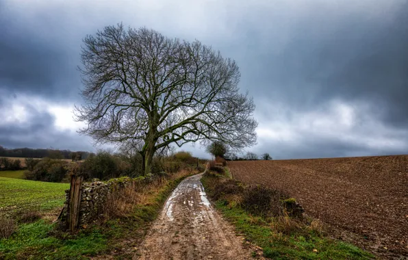 Picture road, trees, arable land