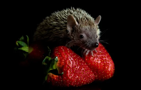 Look, berries, portrait, strawberry, muzzle, red, hedgehog, black background