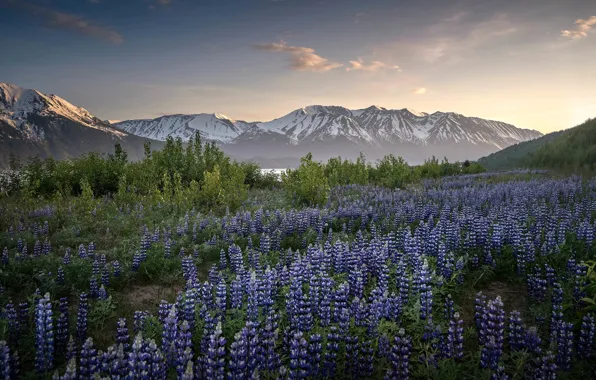 Flowers, mountains, Alaska, meadow, Alaska, lupins, Kenai Mountains, Turnagain Arm