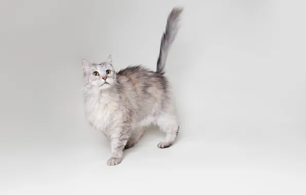 Picture cat, cat, grey, background, widescreen, Wallpaper, wallpaper, widescreen