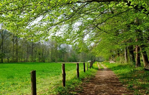 Grass, Spring, Trees, Trail, Nature, Grass, Green field, Trees