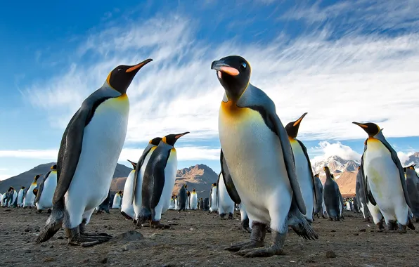 Picture the sky, mountains, earth, penguins, colony, South Georgia, Antarctica, Royal