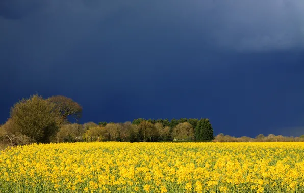 Picture field, the sky, flowers, clouds, yellow