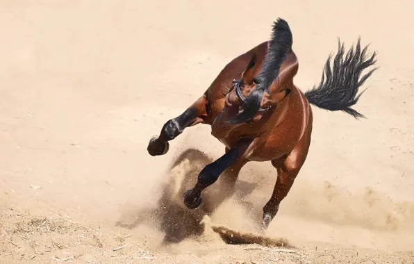 Sand, face, nature, pose, background, movement, horse, desert