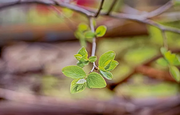 Nature, spring, zen