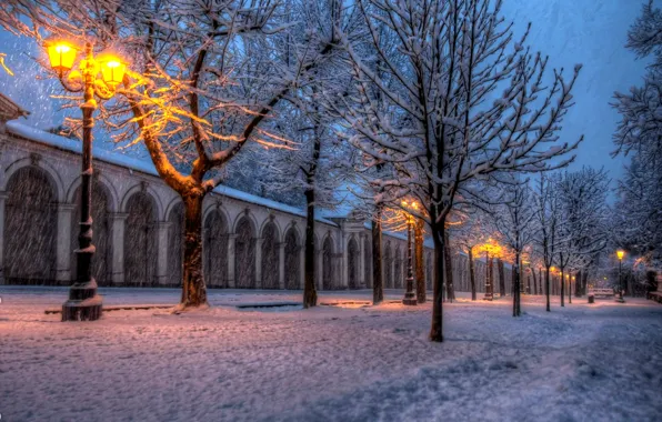 Winter, snow, trees, nature