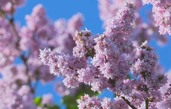 Macro, flowers, nature, spring, blur, Lilac