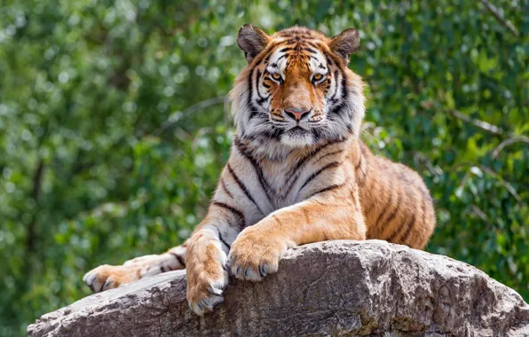 Tiger, pose, stones, lies