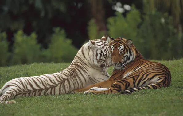 Picture love, predator, pair, tigers, wild cat