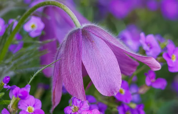 Flower, macro, flowers, pink, spring, pink, flowerbed, lilac