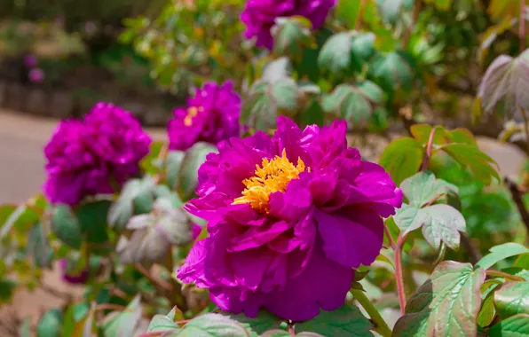 Leaves, flowers, spring, garden, pink, flowerbed, the bushes, lilac