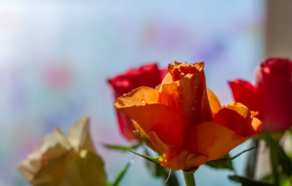 Drops, light, flowers, roses, bouquet, window, orange, buds