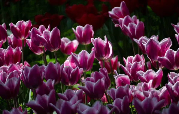 Light, flowers, the dark background, spring, tulips, flowerbed, two-tone, Burgundy