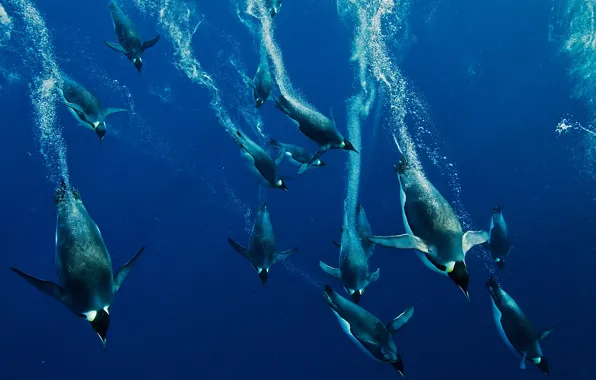 Water, nature, the ocean, penguins